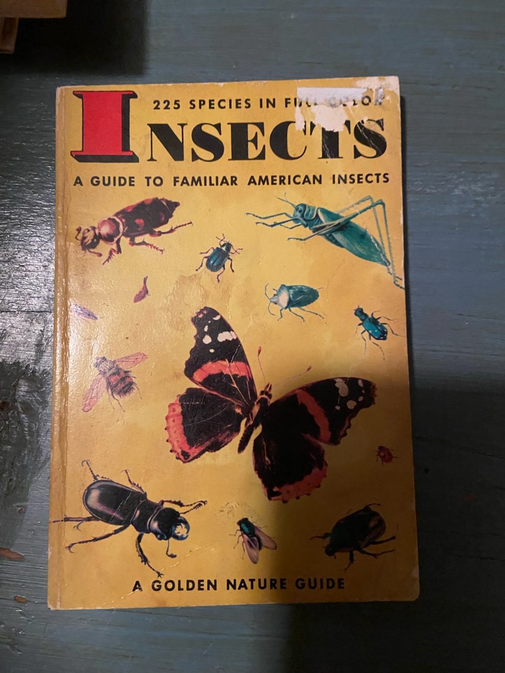 Vintage Golden Insects book Insect RETRO Illustrations illustrated butterfly BUG